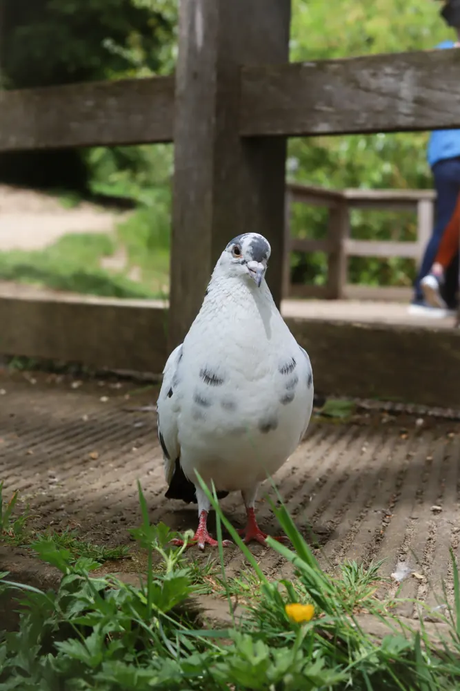 White pigeon on a park path